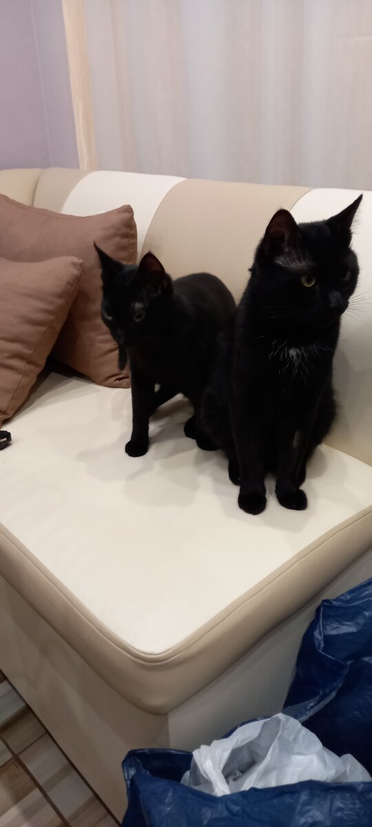 Герои дня: матерый и его прихвостень