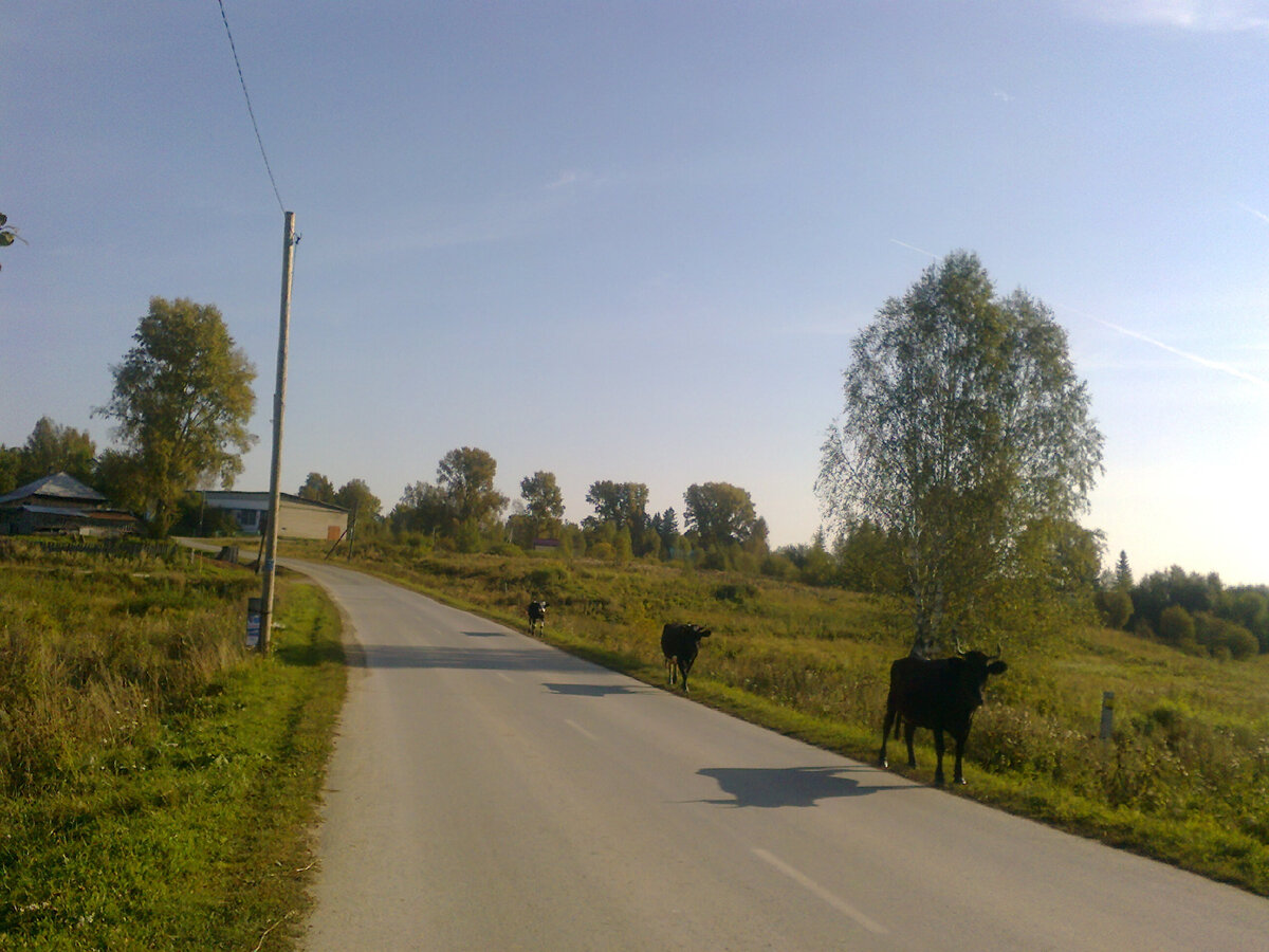 Наш пейзаж с совершенно свободными животными