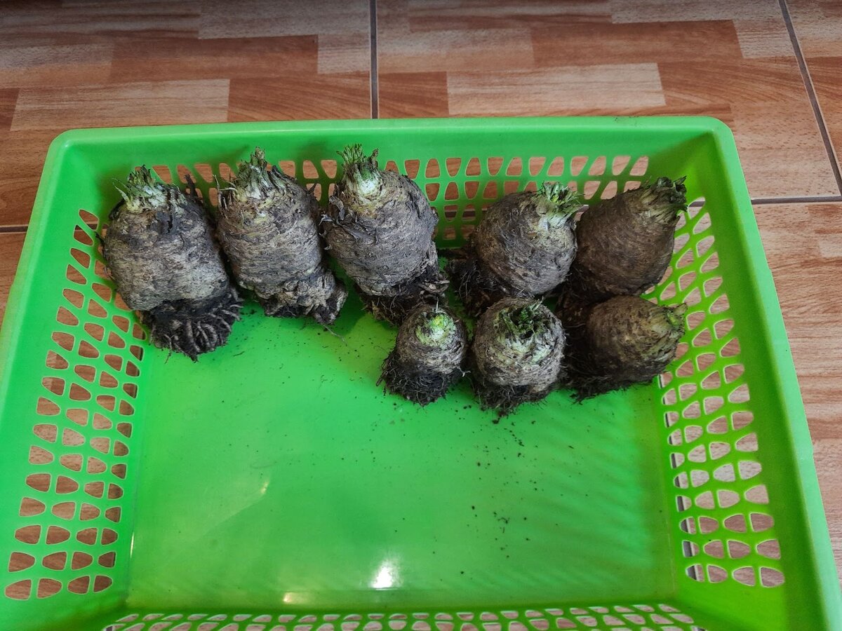 Мне столько корневого сельдерея достаточно