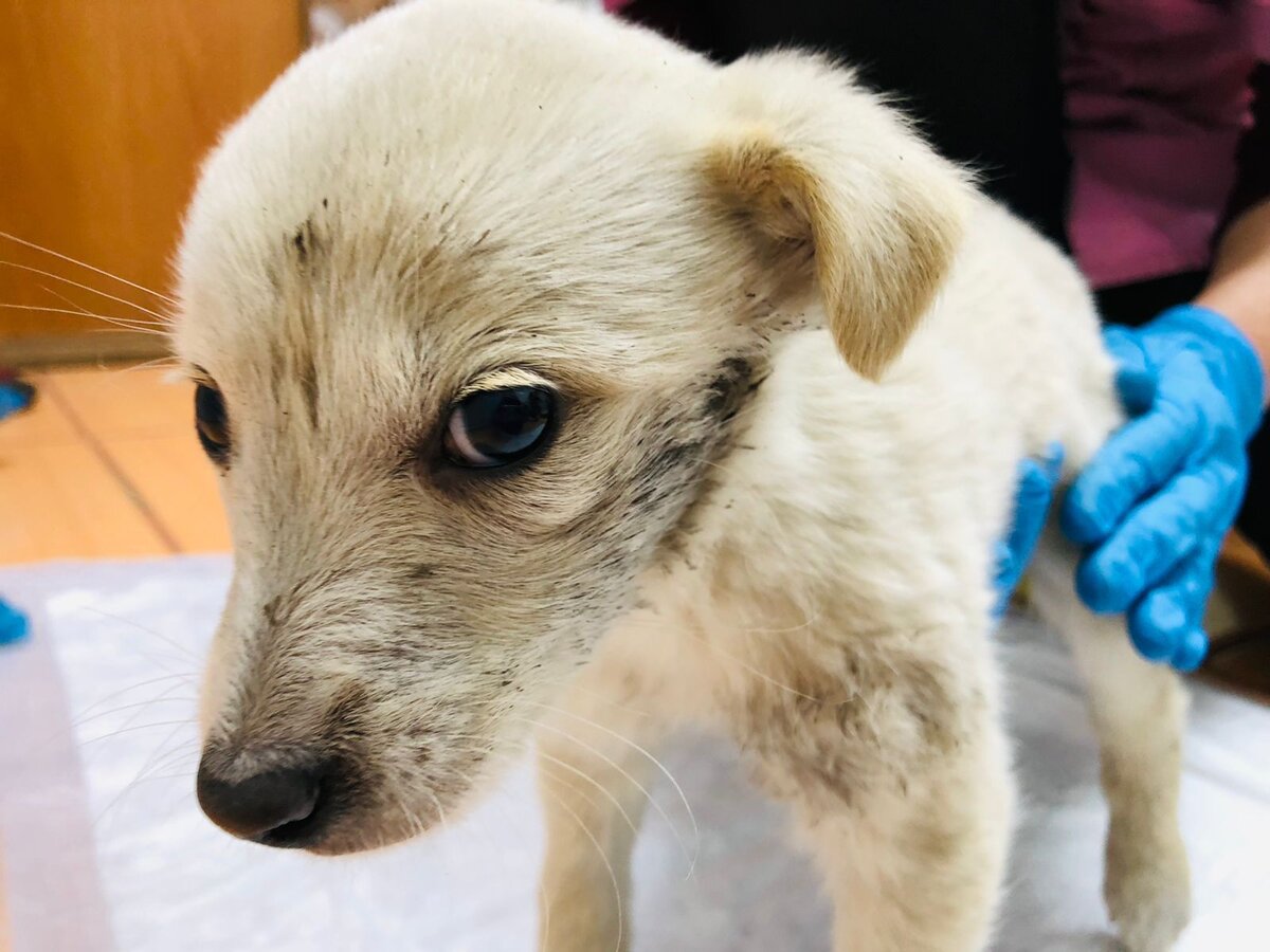 щенки в приюте омска. приют хвостики.