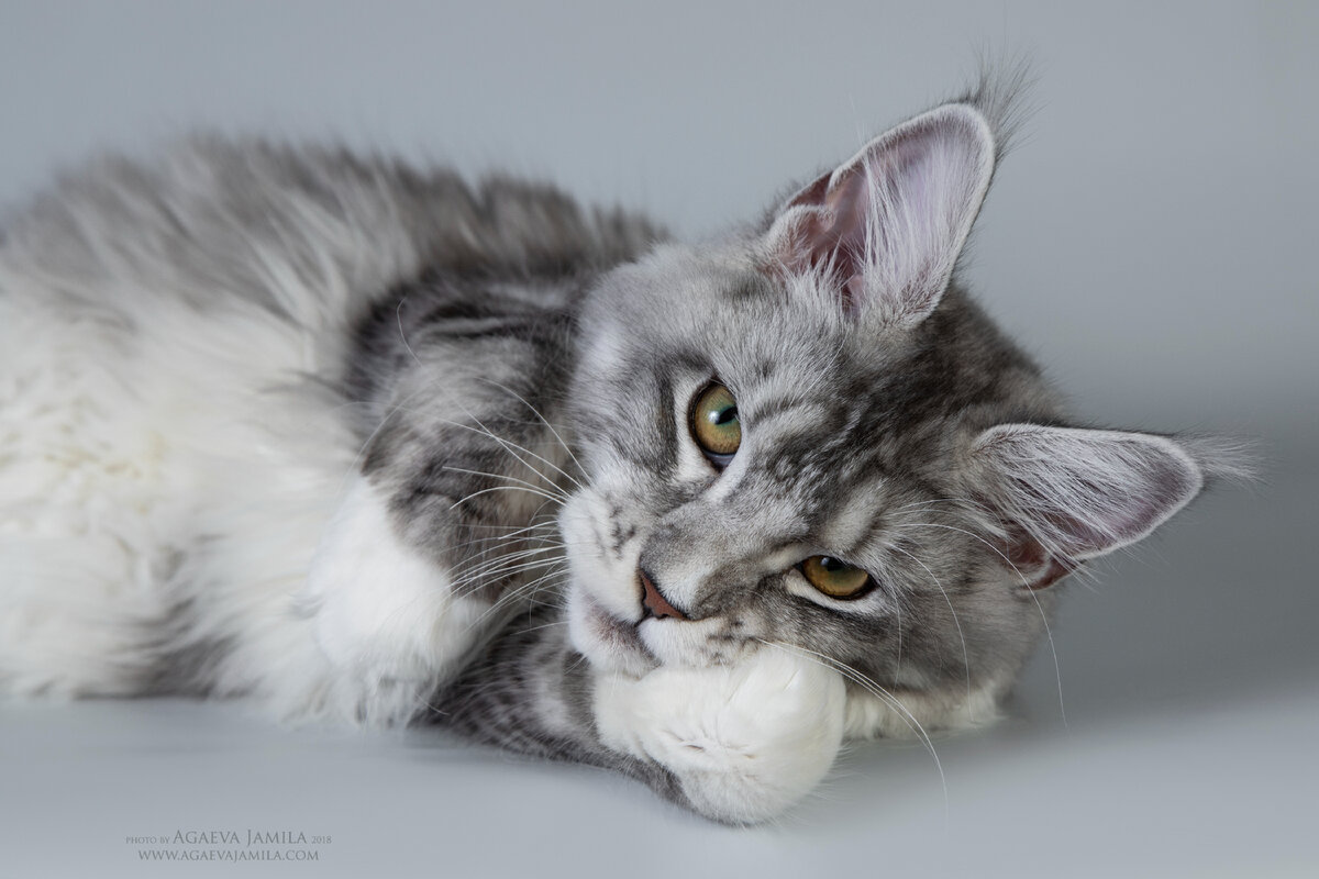   питомник LarkiStaff