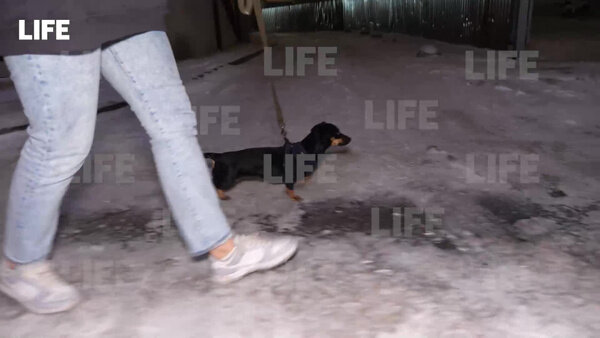 В ветклинике Тюмени помогли восстановиться таксе, которую бросила хозяйка. Видео © LIFE