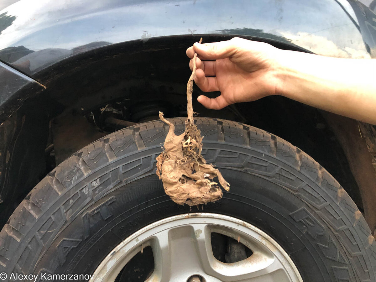 Тушка в колесе