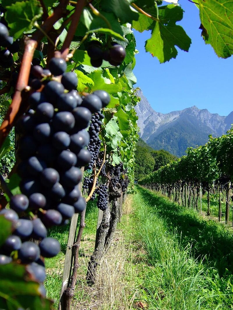 Свой виноградник - мечта всей моей жизни