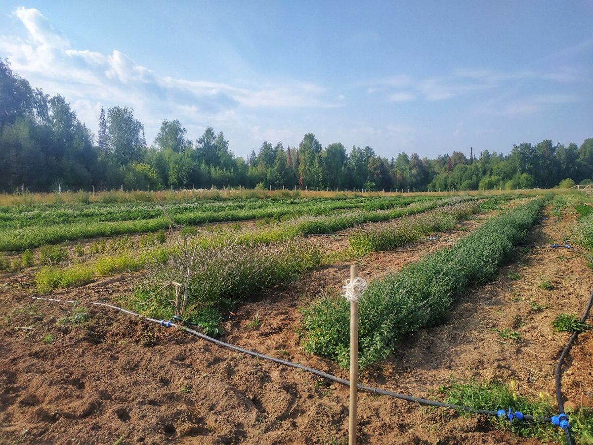 Органический принцип земледелия.