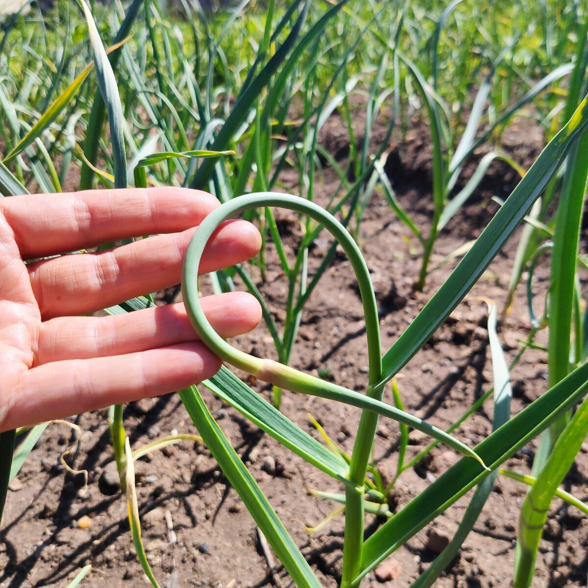 Пришло время избавлять чеснок от стрелок