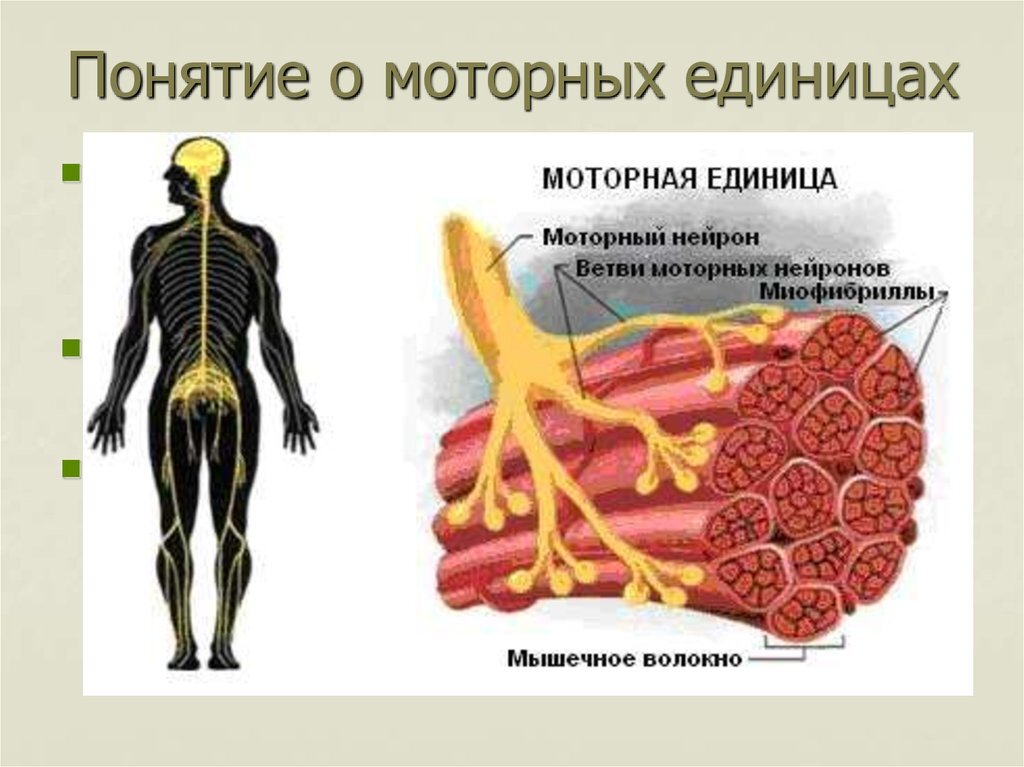  Организм каждого человека с возрастом стареет, однако многие бегуны стараются не думать об этом. Кажется, что времени ещё много и всё впереди, но вдруг в один момент понимают, что им уже далеко не 25.-4