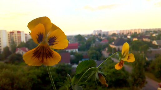 Растения на моём балконе