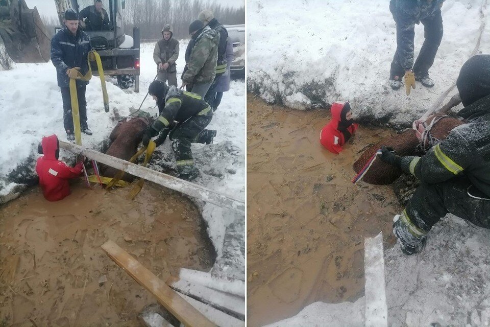     Жеребенка несколько часов спасали из ямы с водой. Фото: vk.com/bspadmru