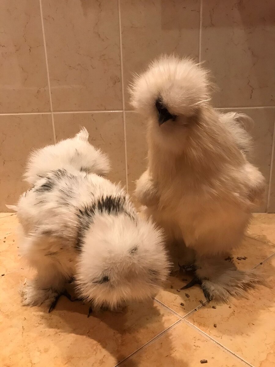 Всё фото предоставлены Анджелой В. 