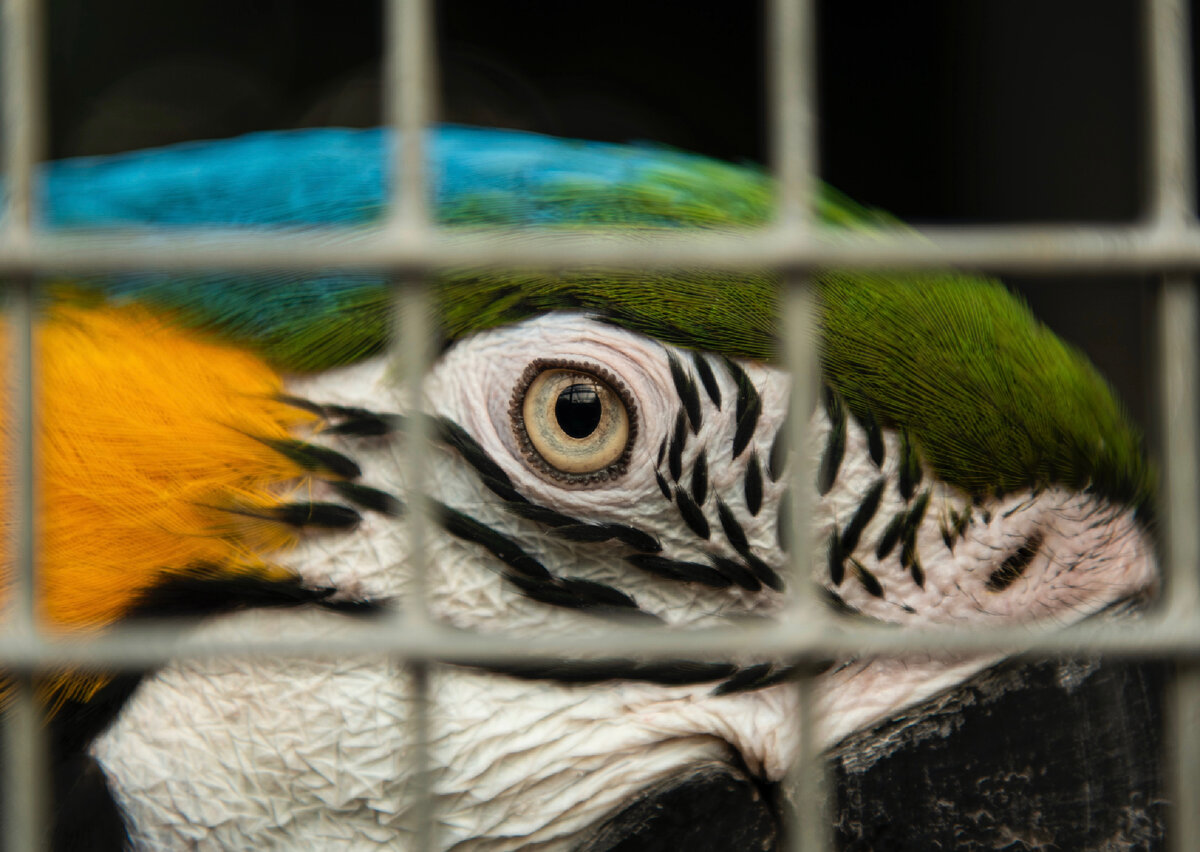 Тебя как будто запирают в клетку, из которой не вырваться. Но клюв наш остр, а крылья крепки.