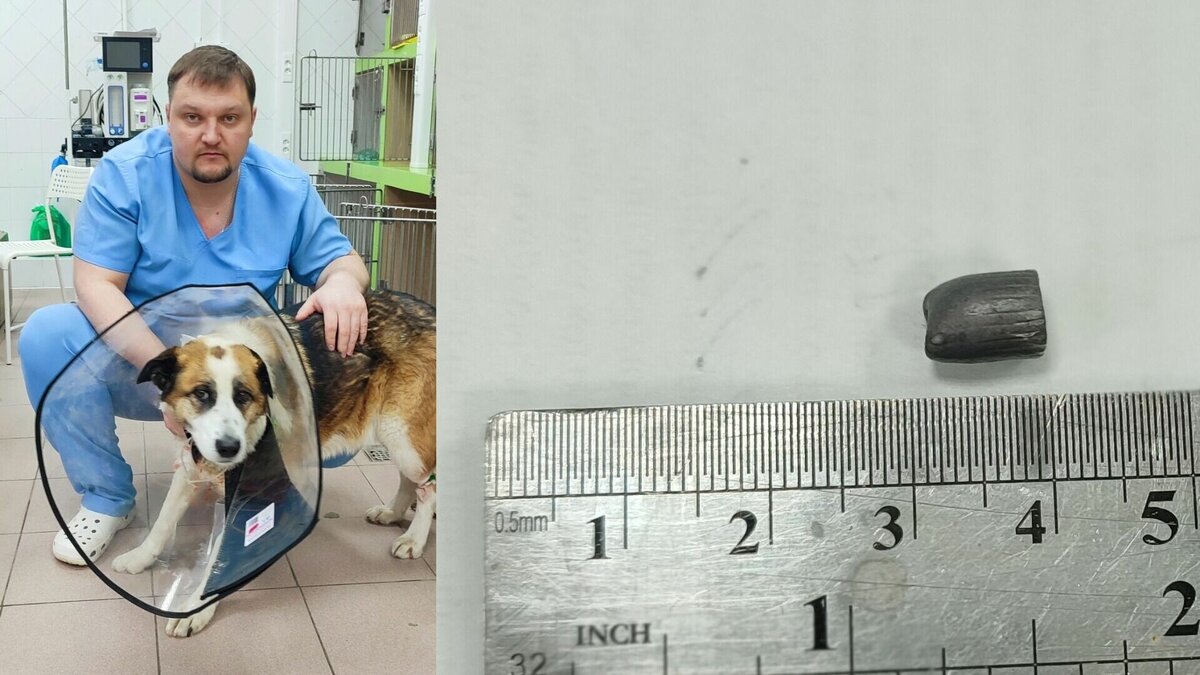     Неизвестные несколько раз стреляли в собаку в тюменском селе. По данным паблика «Ветеринарная клиника Тюмень им.Евгении Мамоново», инцидент произошел 1,5 недели назад. 10 декабря собаку поставили на ноги ветеринары клиники.