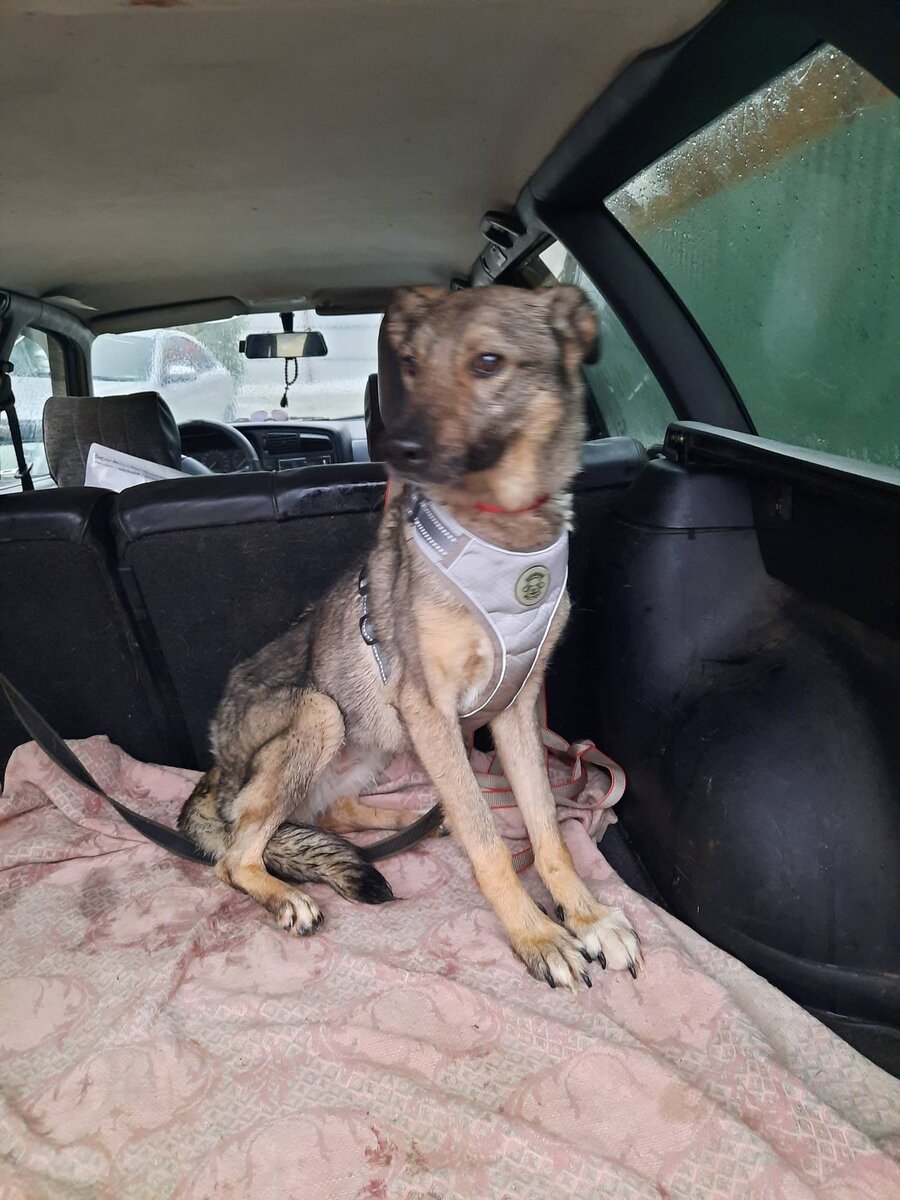 готовится отправиться в путь