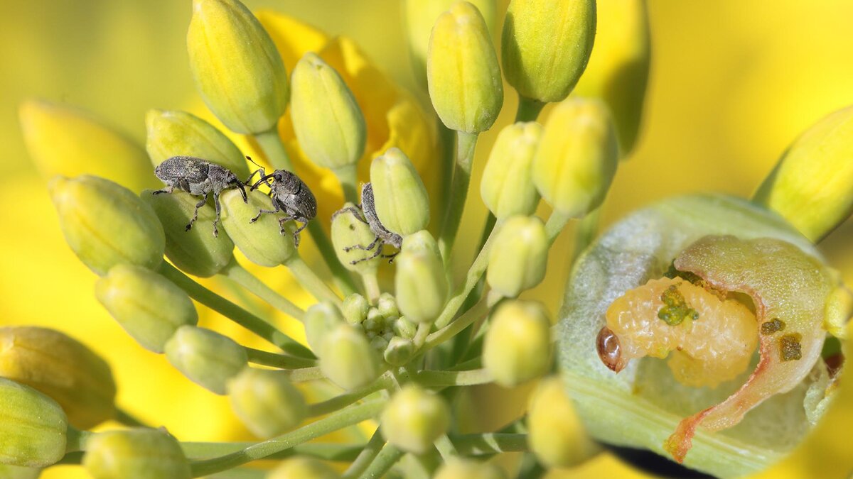 Стадии развития капустного долгоносика