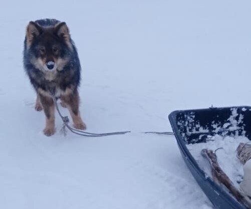     В Якутии собака привела спасателей к хозяину-рыбаку, у которого произошел инсульт