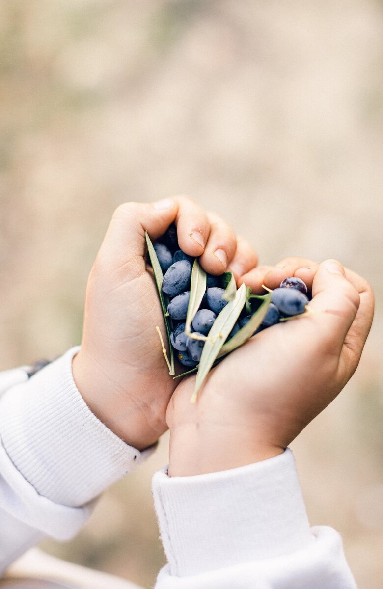 Оливки созрели! На фото оливки моего мужа Яниса в руках будущего фермера, нашего сына Александра. Хотя он говорит, что хочет делать сыр)