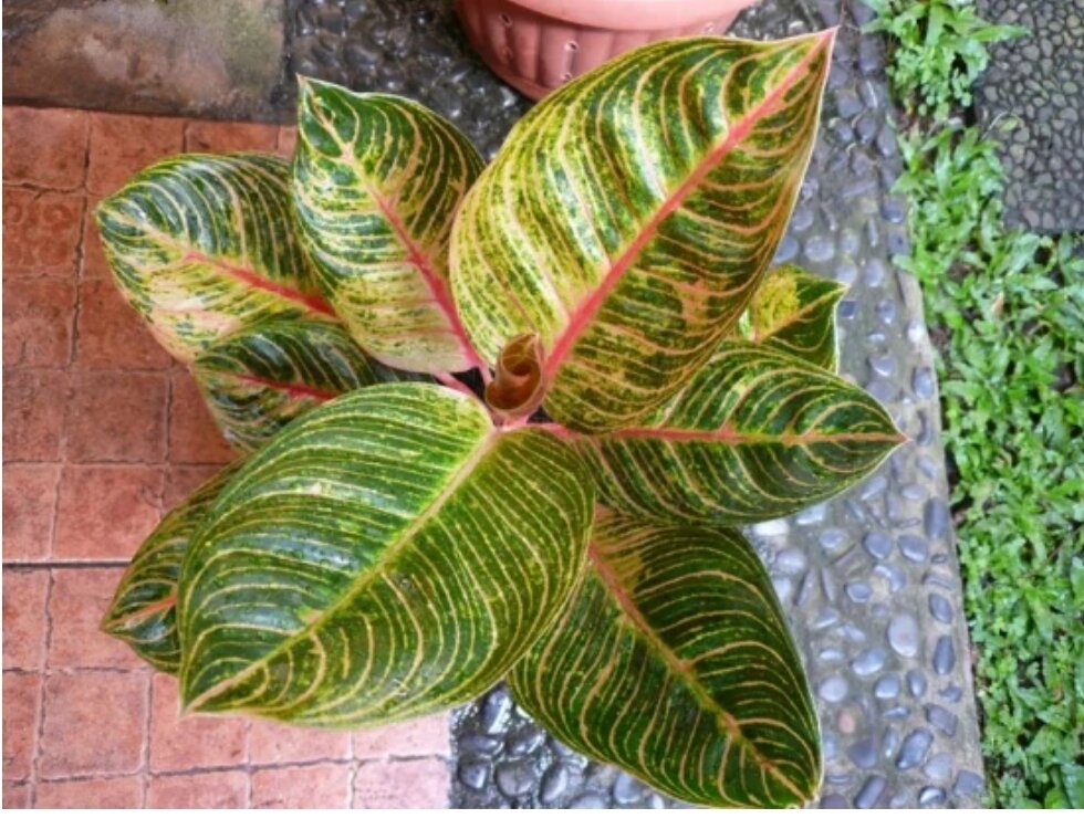 Aglaonema Kresna