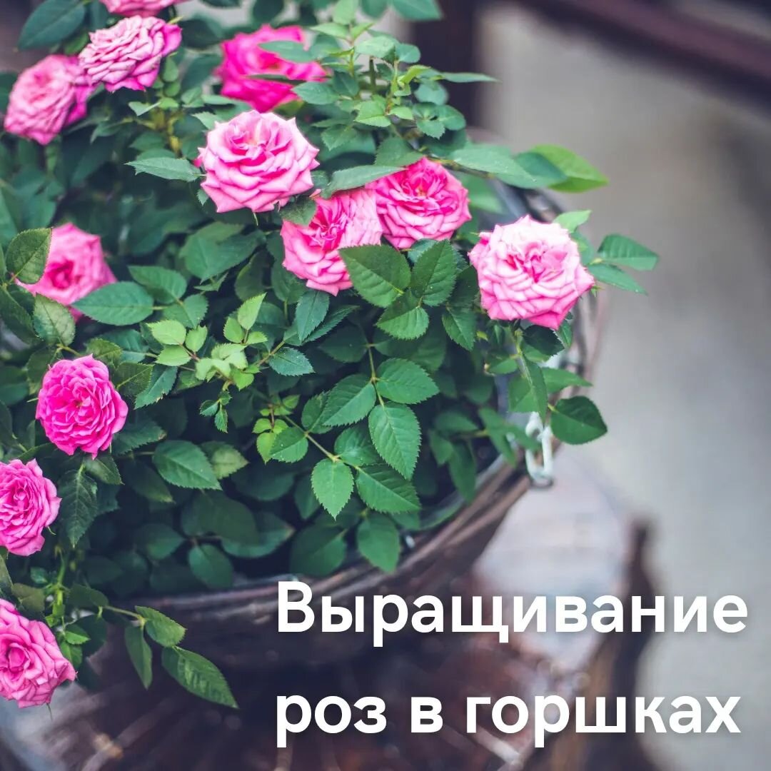 Можно ли выращивать розы в горшках? | Ксения Rosebushes | Дзен