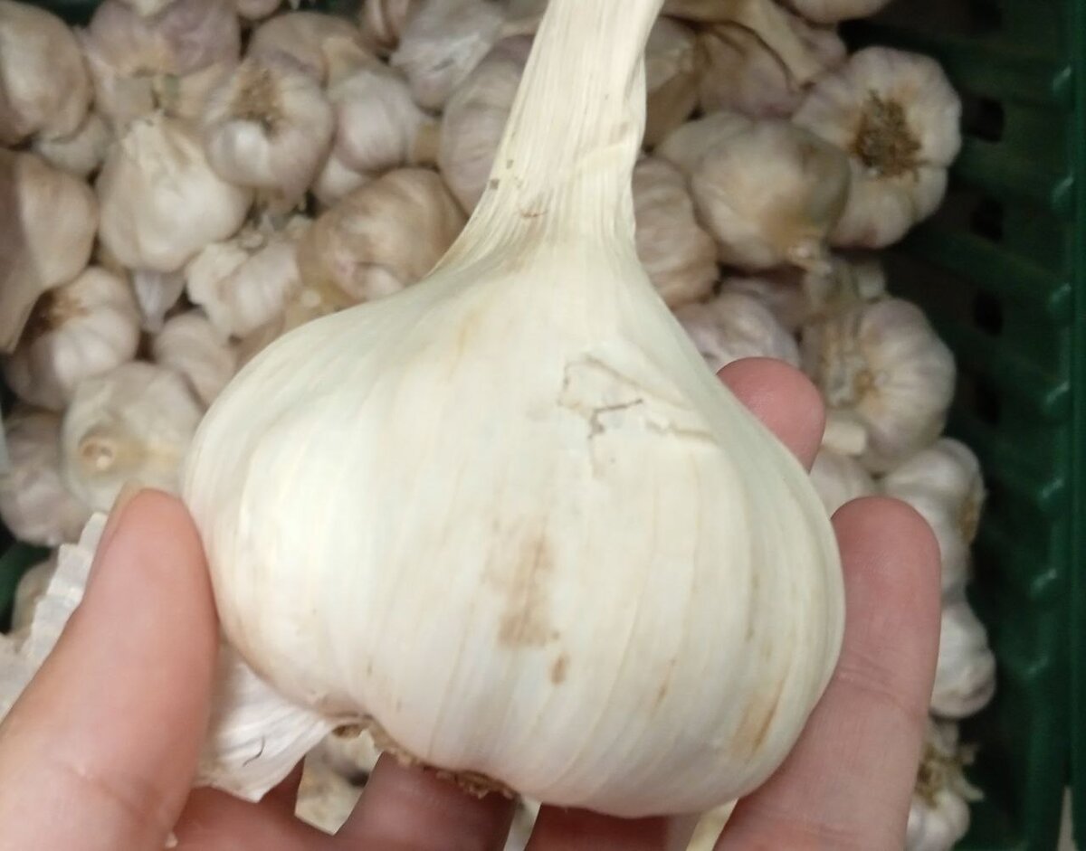 Чеснок добавляет блюдам пикантности и делает их еще более полезными 