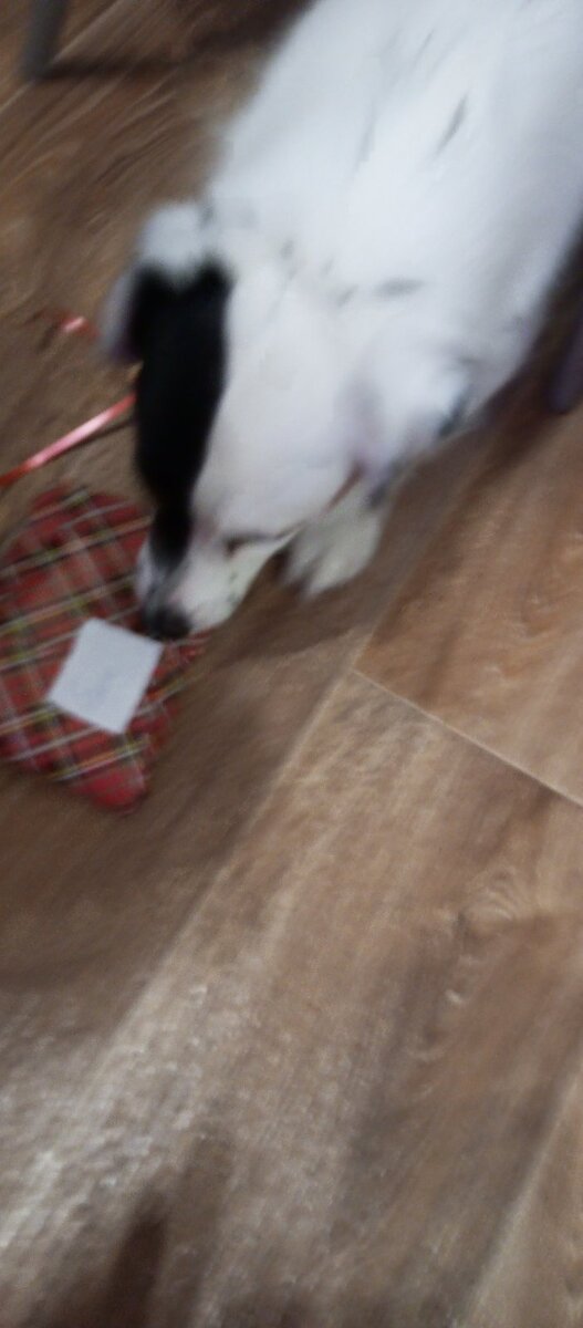 Личное фото автора Bahtysha. Жаль что качество вышло плохое, извините)