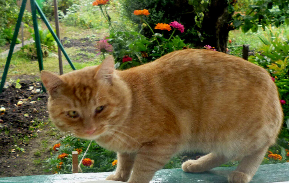 (Фото автора). Любит сидеть на подоконнике.