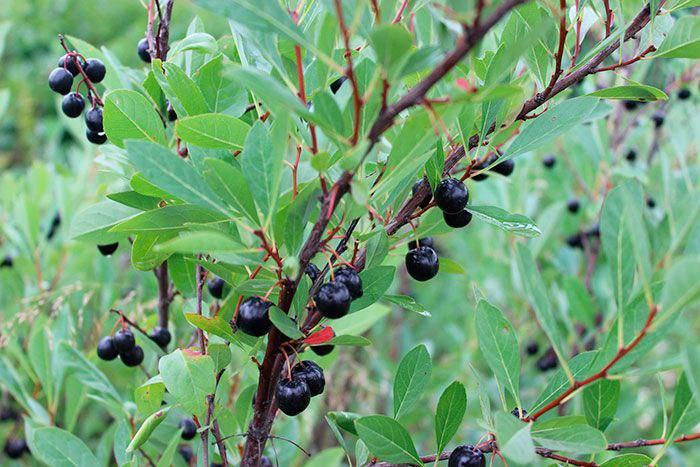 ВИШНЯ ПЕСЧАНАЯ БЕССЕЯ🍒 | Питомник Росток 🌱 | Дзен