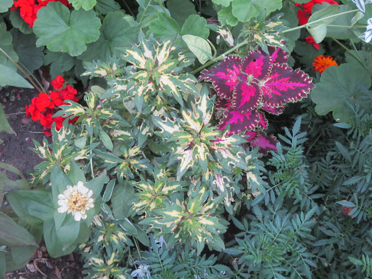 Герань выглядывает из-за колеусов.