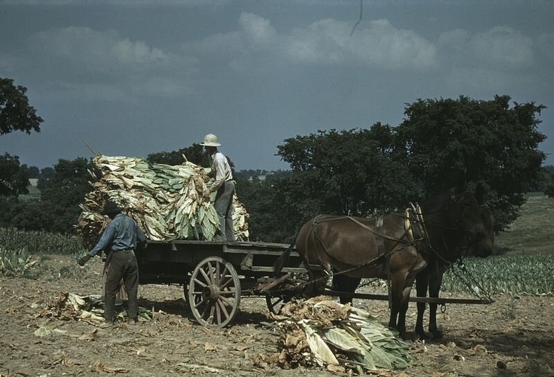 Лексингтон, 1940 год. Уборка Берли