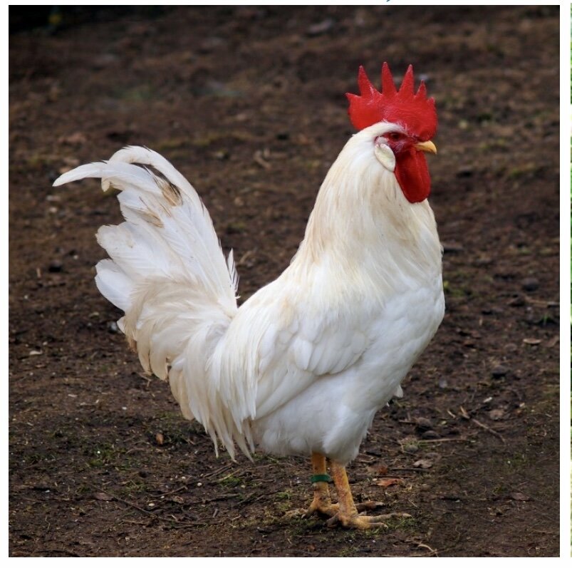 Итальянский белый петух Леггорн из свободного источника. 