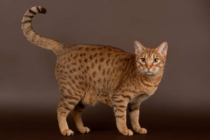  Оцикет - редкая порода кошек, отличительной особенностью которой является пятнистый окрас.-2