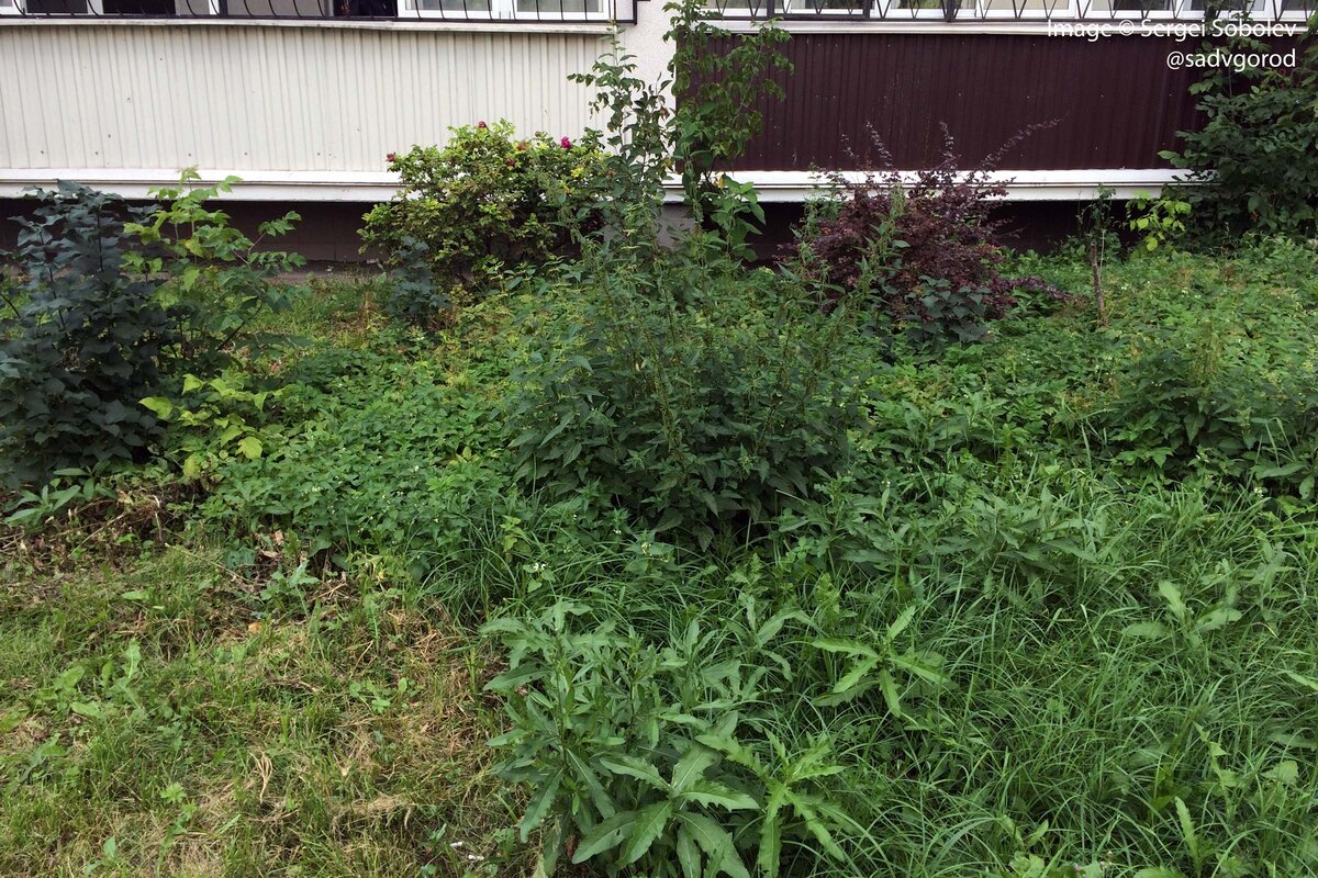 Это как бы газон: сныть, крапива и прочие сорняки...