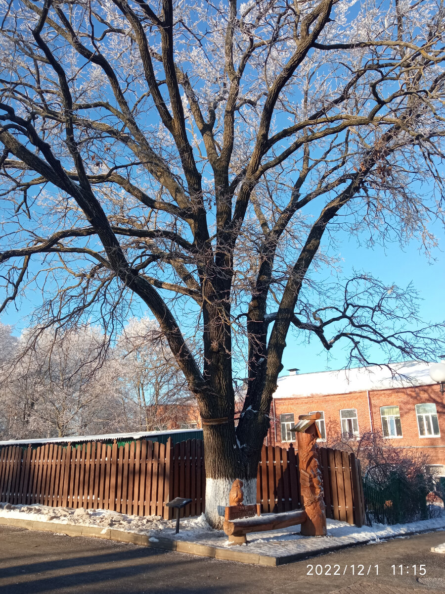 Фото автора дуб черешчатый в г. Владимир