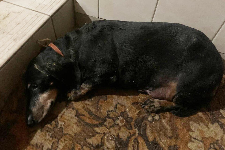     Избитую собаку бросили умирать на мороз. Фото: паблик «С Таксой по Жизни»  СОЦСЕТИ