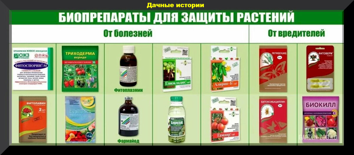 Выбор почвы и освещения