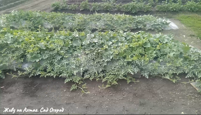 фото из личного архива