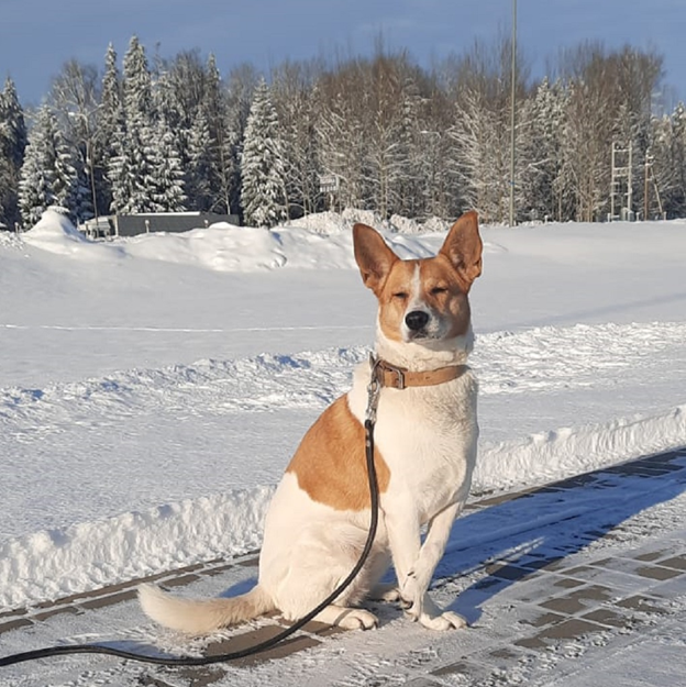 Путешественник. М1. АЗС в Борисовском районе. Фото читателя Александра З.