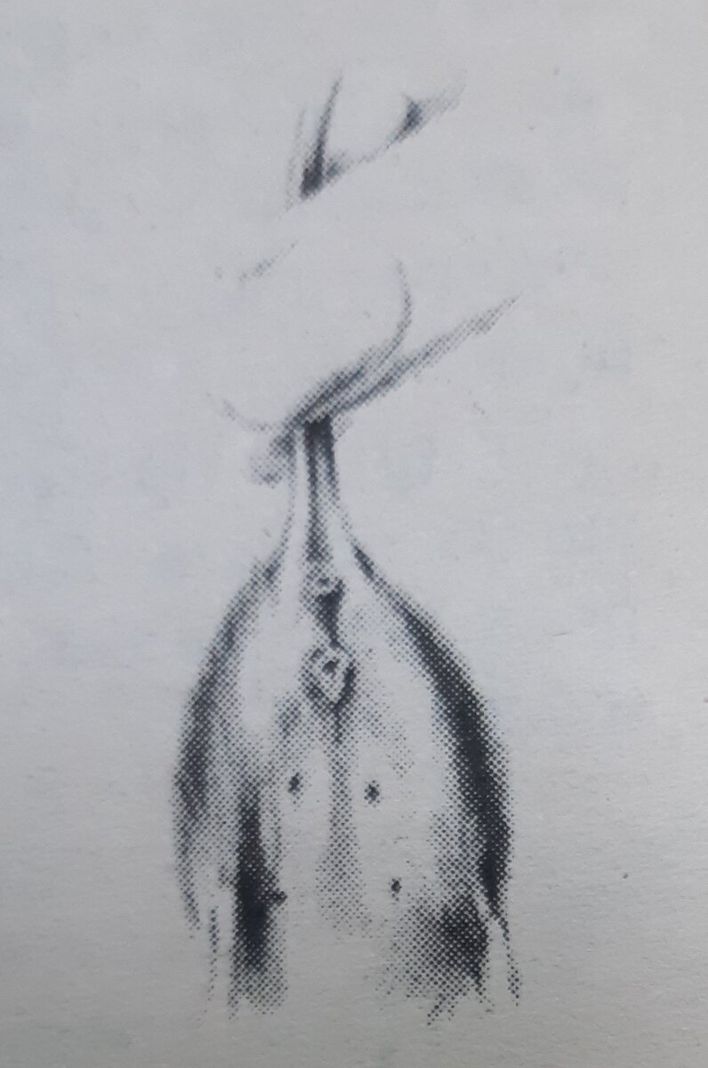 Самка