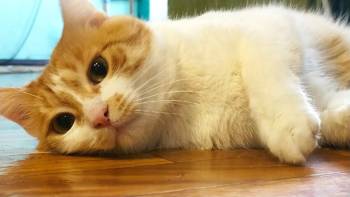 мой Рассольник. 