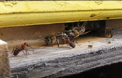 Пчёлы отгоняют муравьёв. Из Интернета.