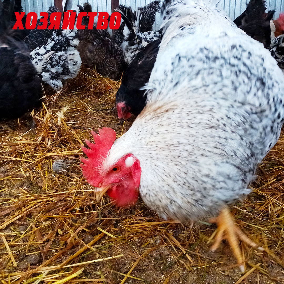 куры несушки зимой. куры на снегу. куры в снегу замерзли. куры зимой. гуляют ли куры зимой.