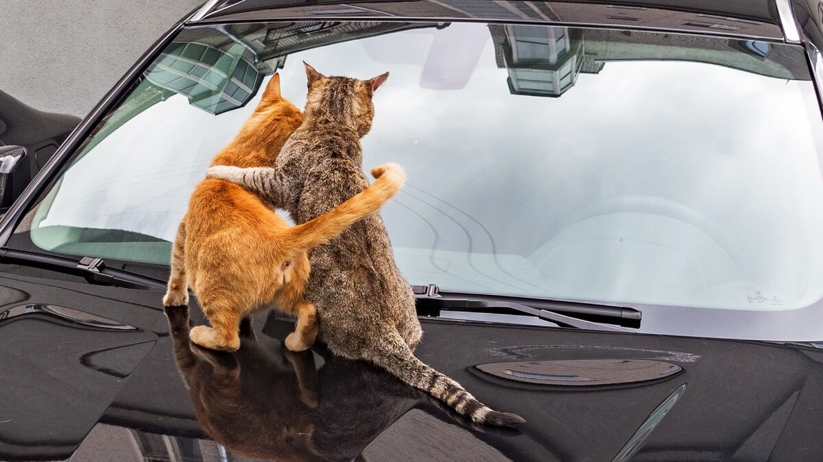 фото: интернет