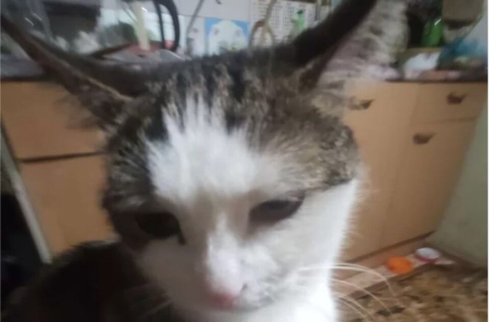     Фото с сервиса Авито