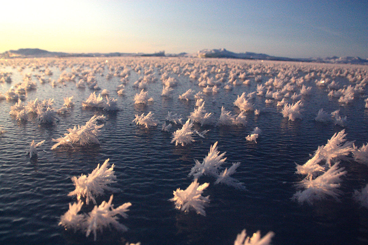Ледяные цветы в Северном Ледовитом океане