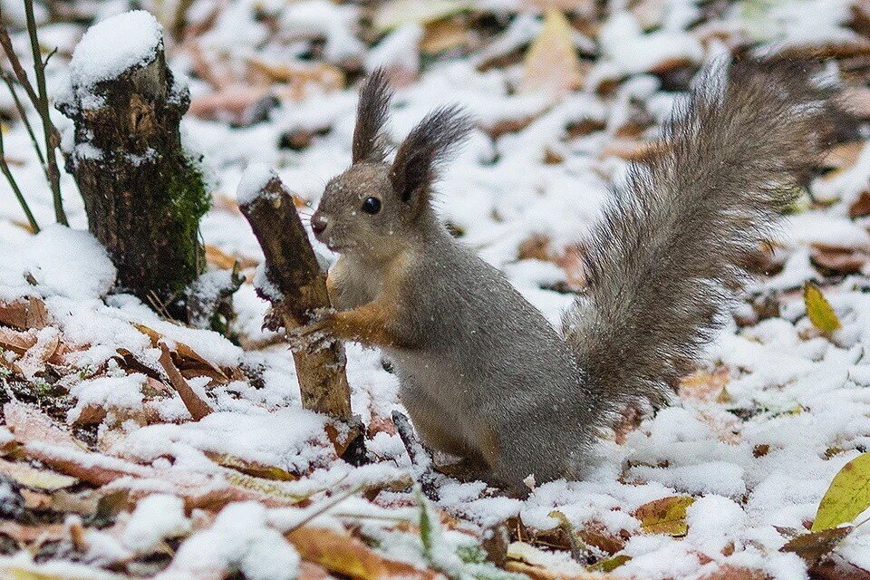    Подкармливать белок можно только при отрицательных температурах и устойчивом снежном покрове Алексей БУЛАТОВ