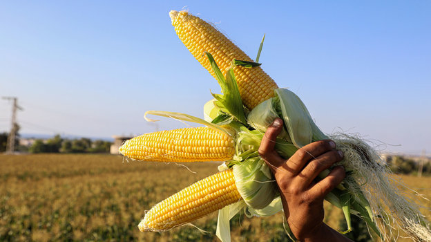 Как растет кукуруза: фото и этапы выращивания, советы опытных фермеров