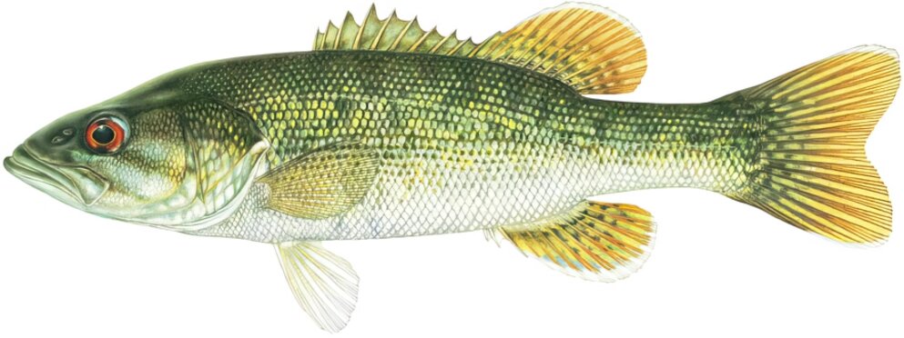 Micropterus coosae