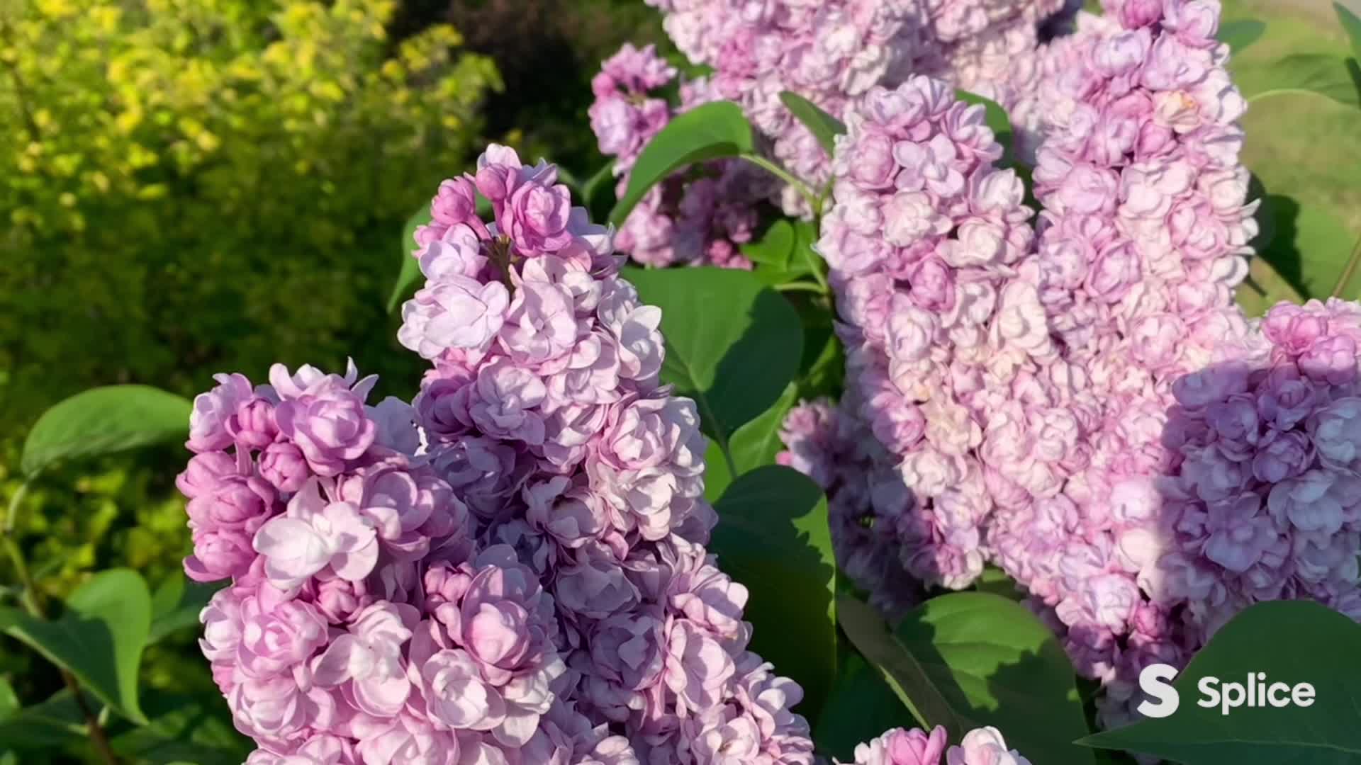 Сирень михайло ломоносов фото. Сирень Михайло Ломоносов.