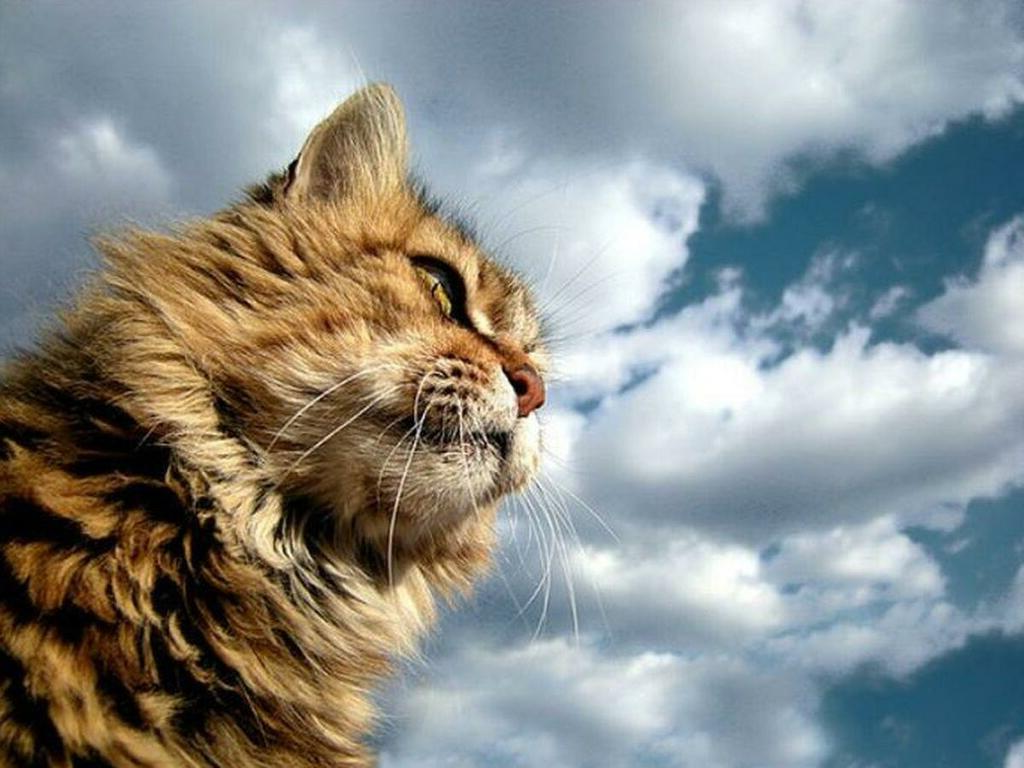 Verschlafen... Cats, Cat yawning, Cat health