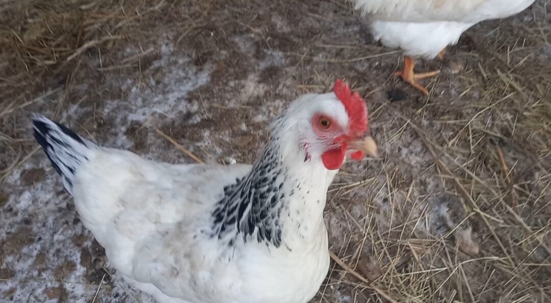 Смотрит в камеру