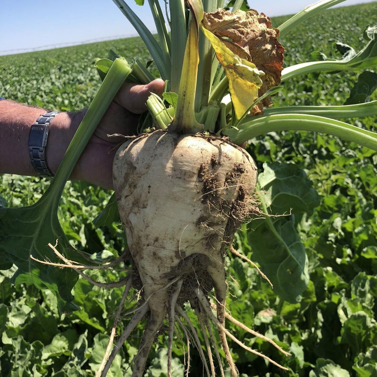 белая сахарная свекла-покупай продавай на сельхозсбыте